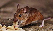 Find Exterminators in Belknap County